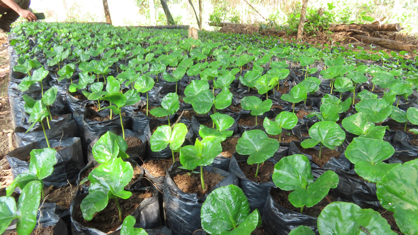 Finca-demostrativa3